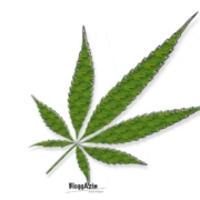 Cannabis - die älteste Nutz- und Heilpflanze