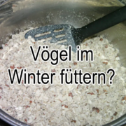 Soll man Vögel im Winter füttern und wie geht das richtig?