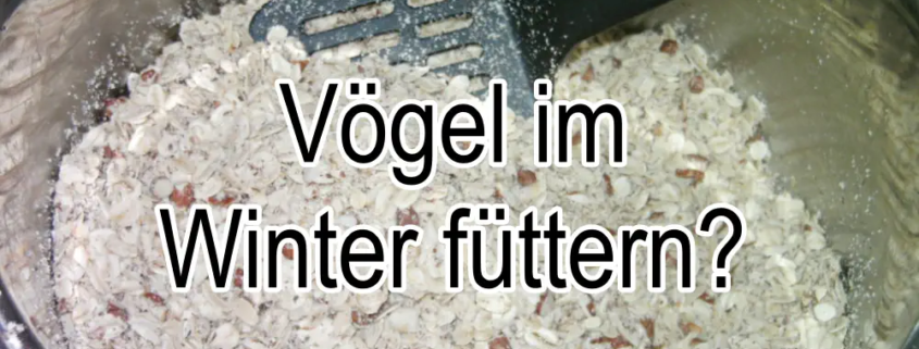 Soll man Vögel im Winter füttern und wie geht das richtig?